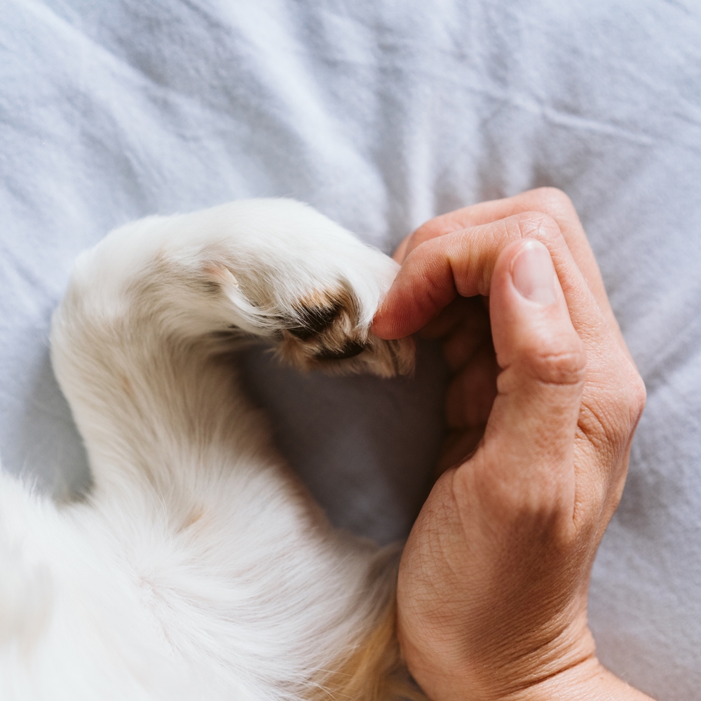 Ein Herz für Hund und Mensch.